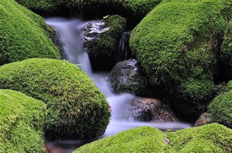 青苔水